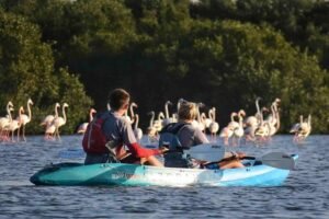 Mangrove Kayaking 